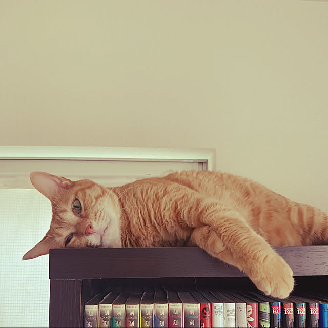 猫アレルギーな為。/ねこと暮らす。/猫部屋にて/シンプル/ナチュラルが好き...などのインテリア実例 - 2020-07-22 15:51:33