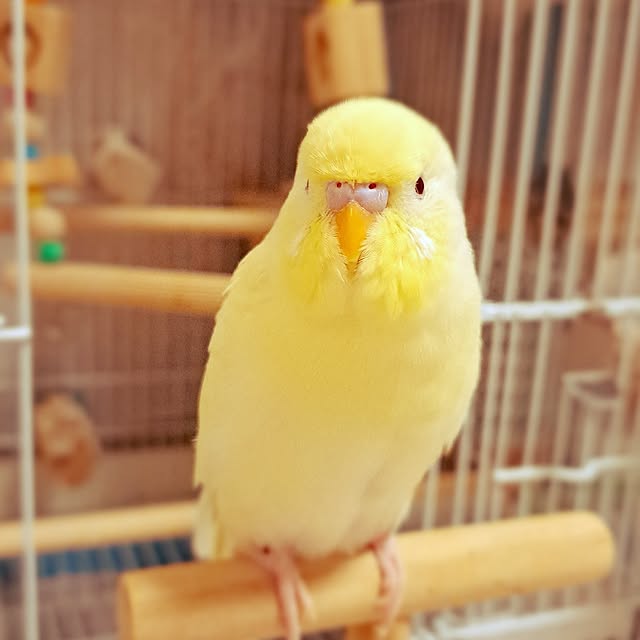 blueさんの実例写真