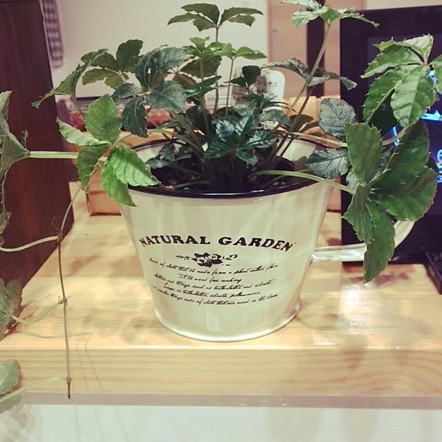 Mikaさんの実例写真