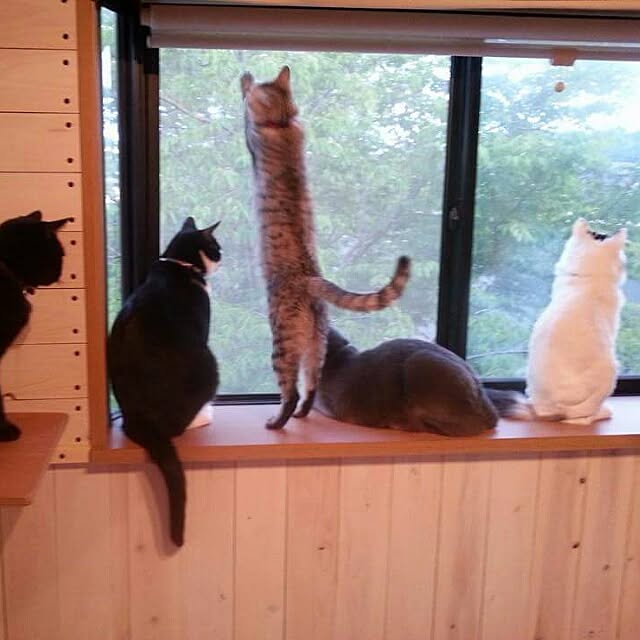 coronさんの実例写真