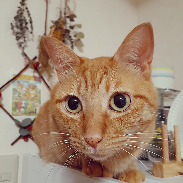 chisaviさんの実例写真