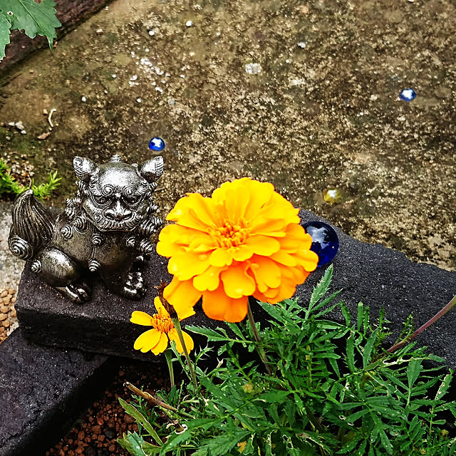kokoaさんの実例写真