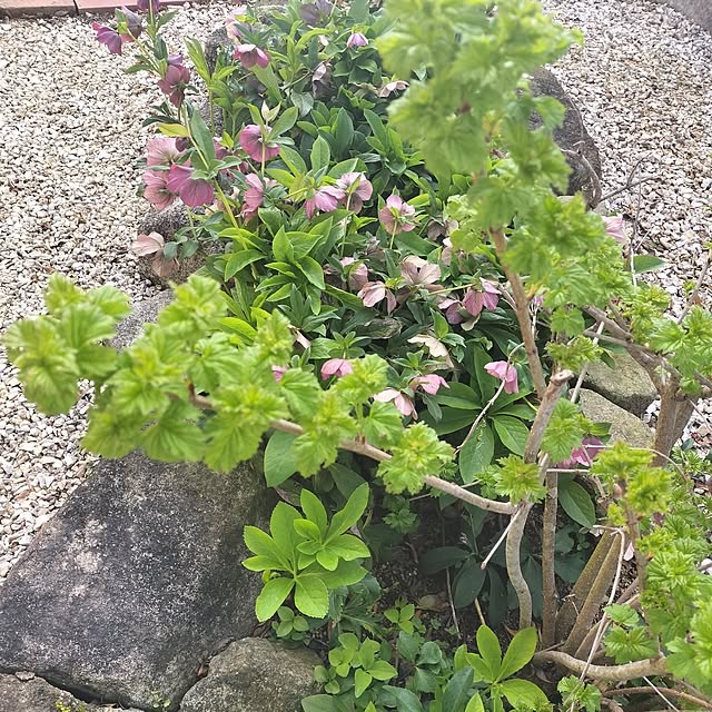 feuileさんの部屋