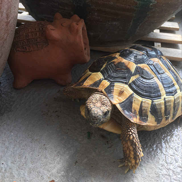 Ryokoさんの実例写真