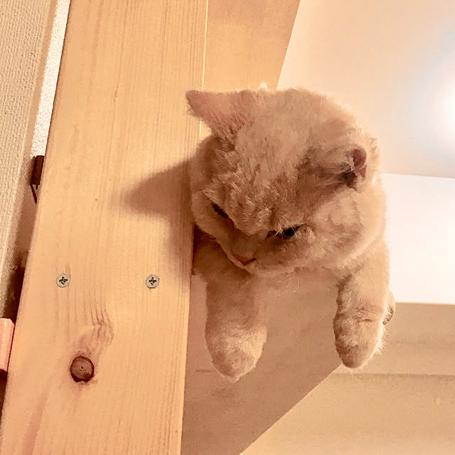 naokoさんの実例写真