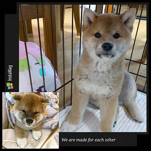 cocosorasakuさんの実例写真