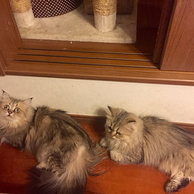 butachanさんの実例写真