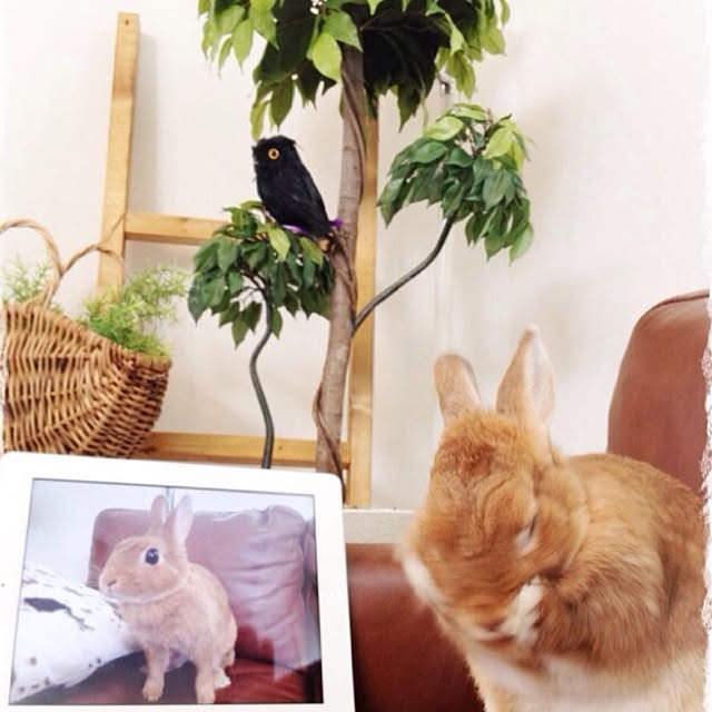 inazaurusuさんの実例写真