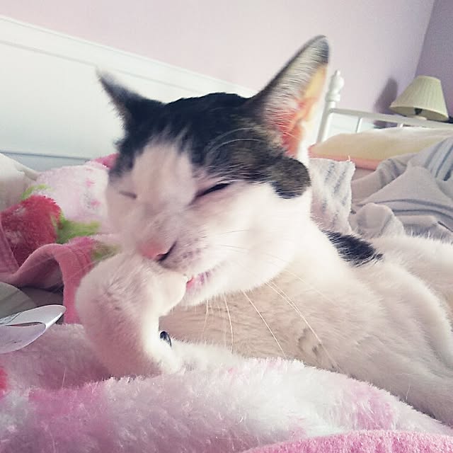 sakuraさんの実例写真