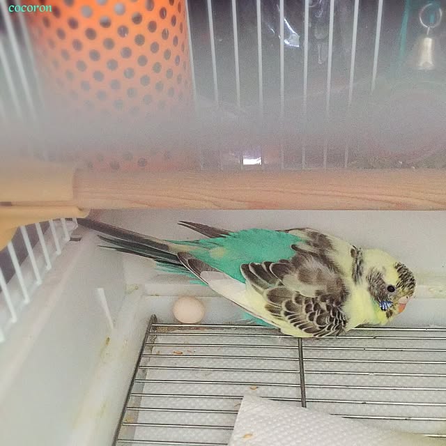 cocoronさんの実例写真