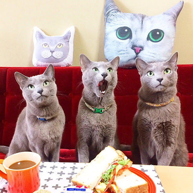 roshi3さんの実例写真