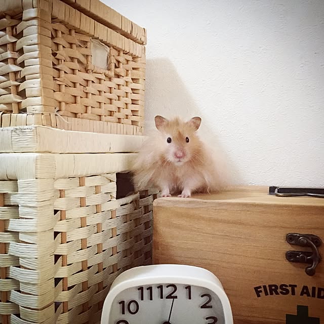 emiさんの実例写真