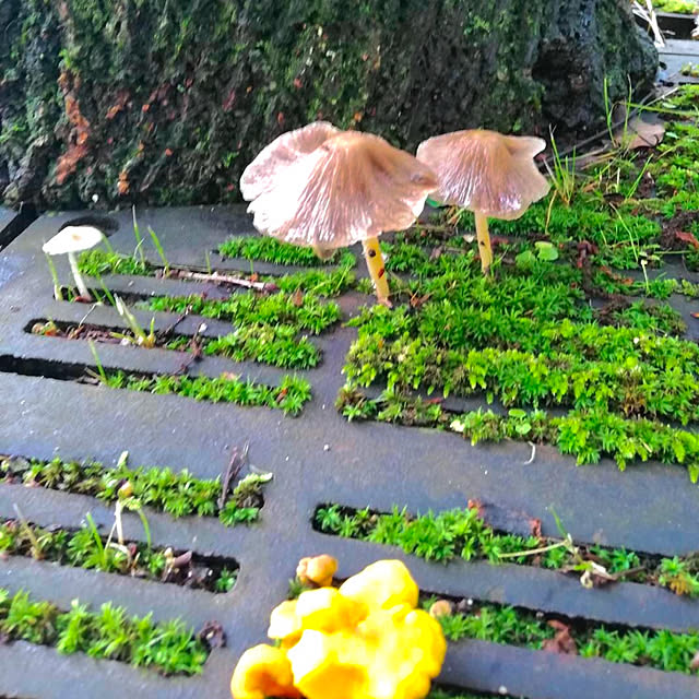 matubokkuriさんの実例写真