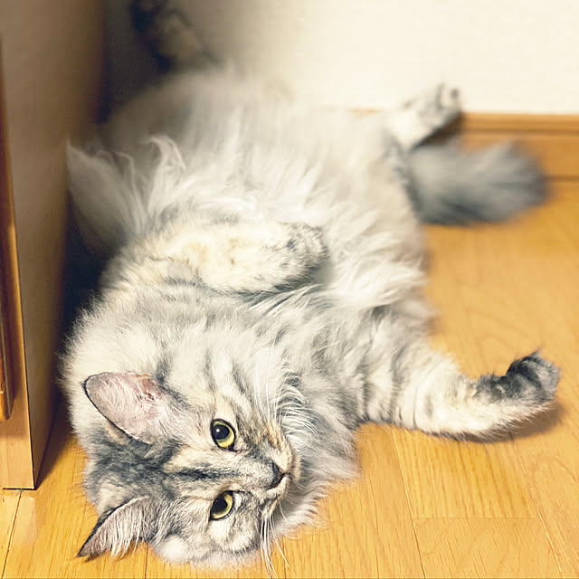 実例写真