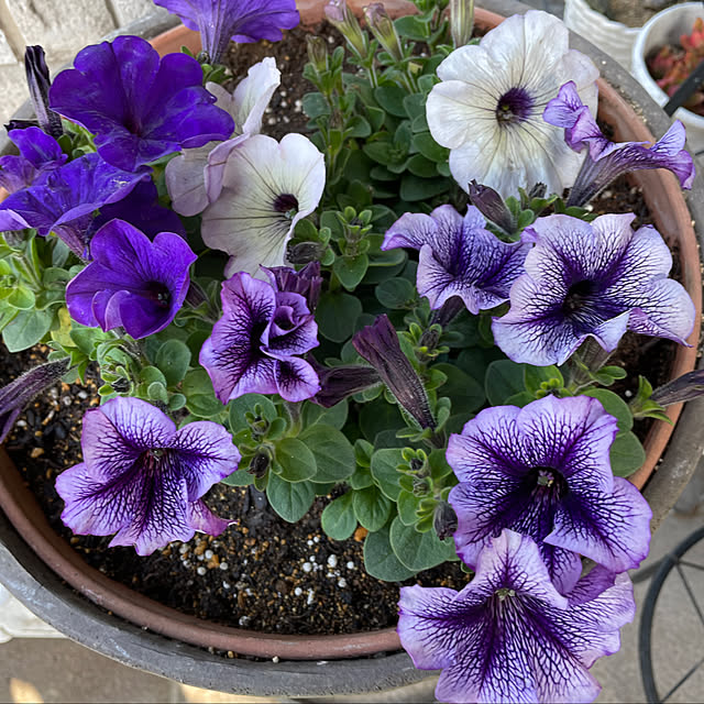 sa.yさんの実例写真