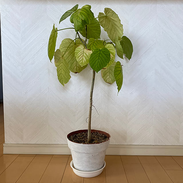 krkrさんの部屋