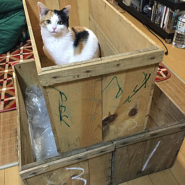 SHotaさんの実例写真