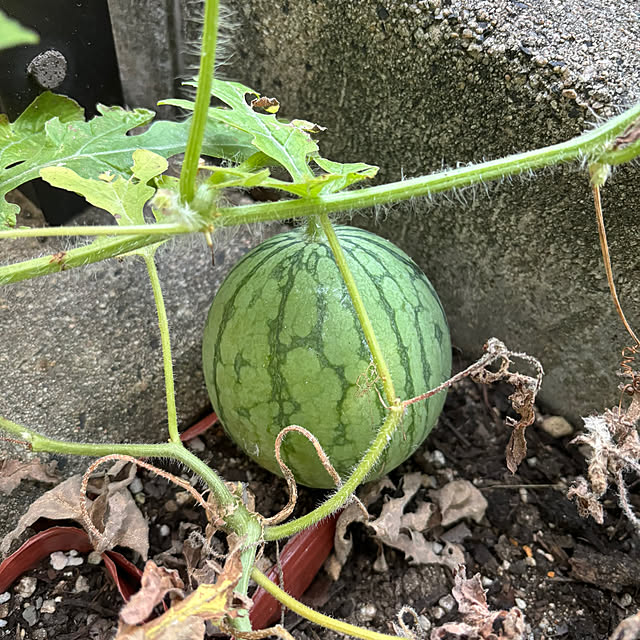 teraさんの部屋