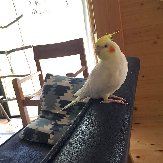 mamyuさんの実例写真