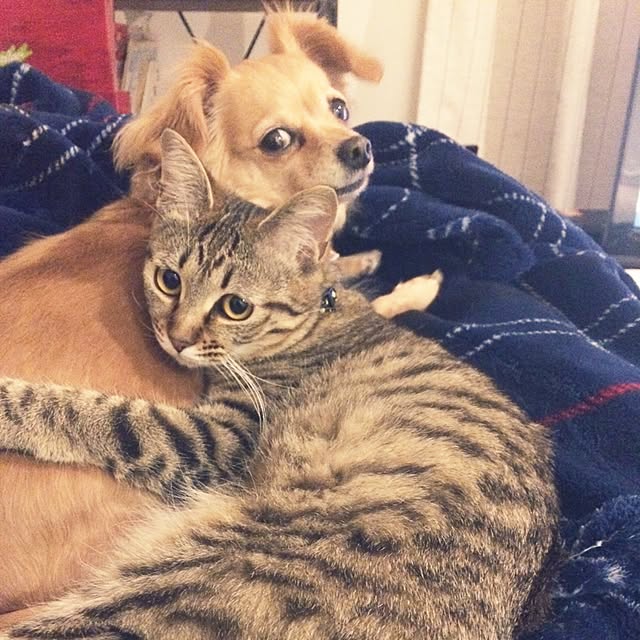 ayapiiiiceさんの実例写真