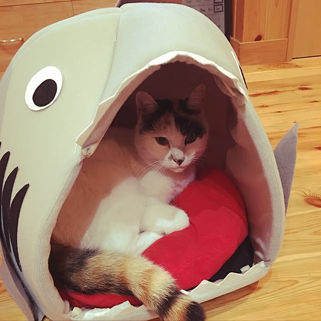 Mikkyさんの実例写真