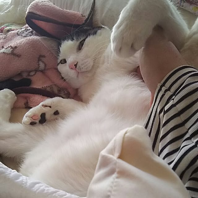 sakuraさんの実例写真