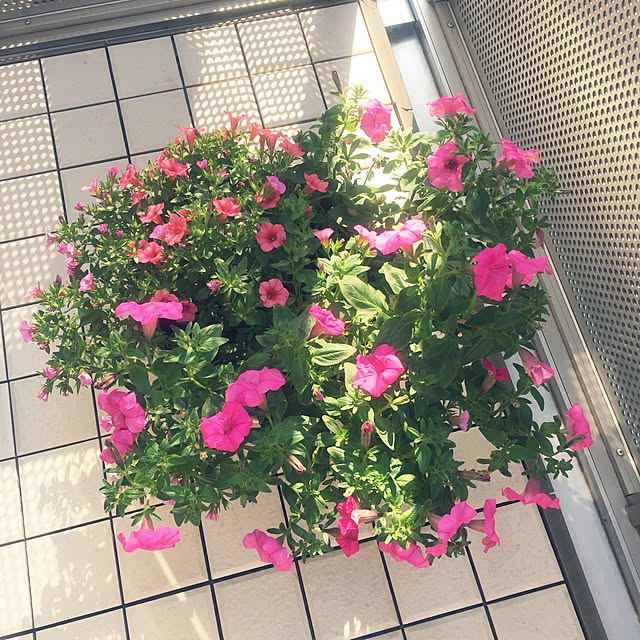 creamskimmingさんの実例写真