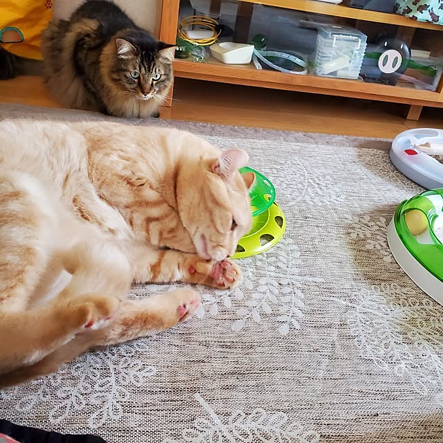makoさんの実例写真