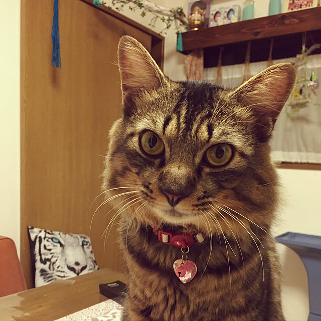 oniyomeさんの実例写真
