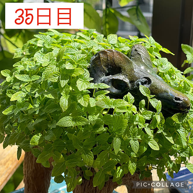 aureaさんの実例写真