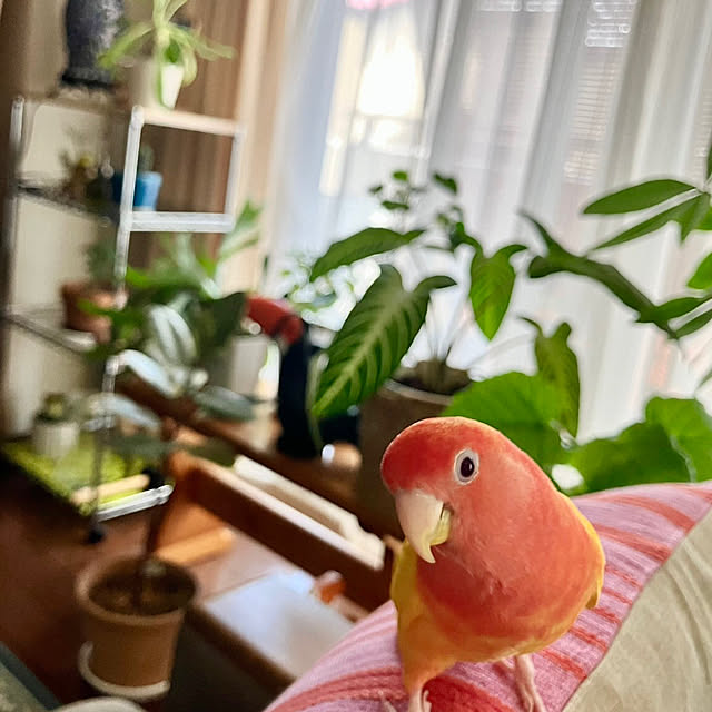sanさんの実例写真