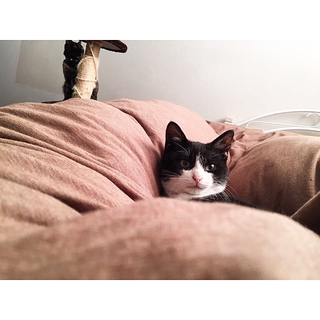 Ryoさんの実例写真