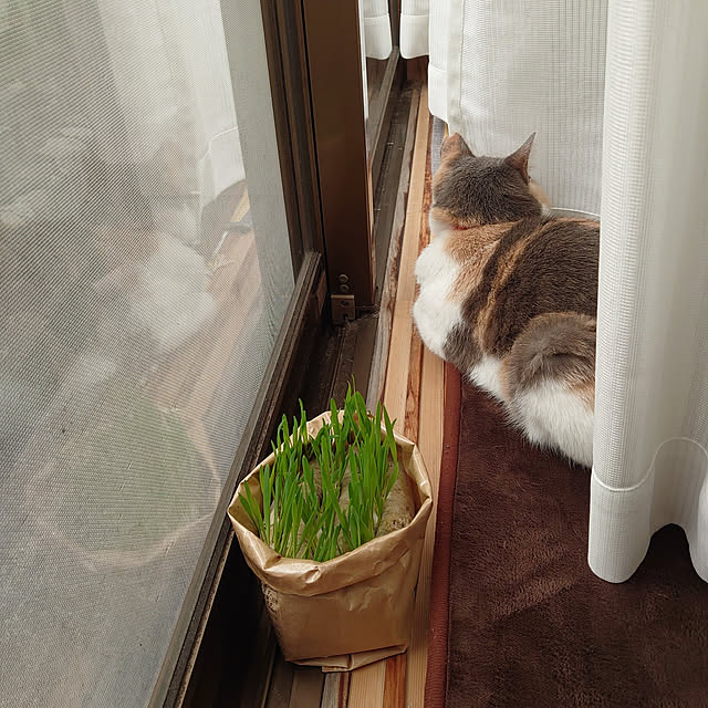 fukuさんの実例写真