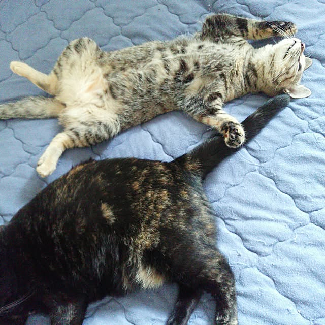 genさんの実例写真