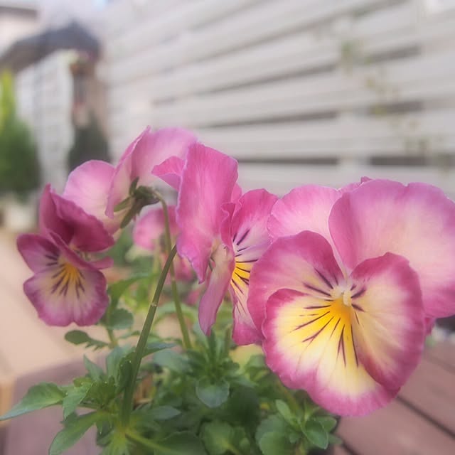 pittchさんの実例写真