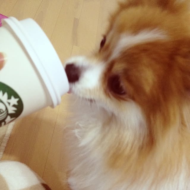 maopiさんの実例写真