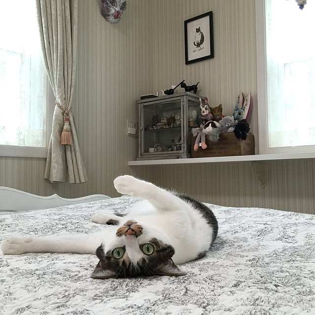 yuchiさんの実例写真