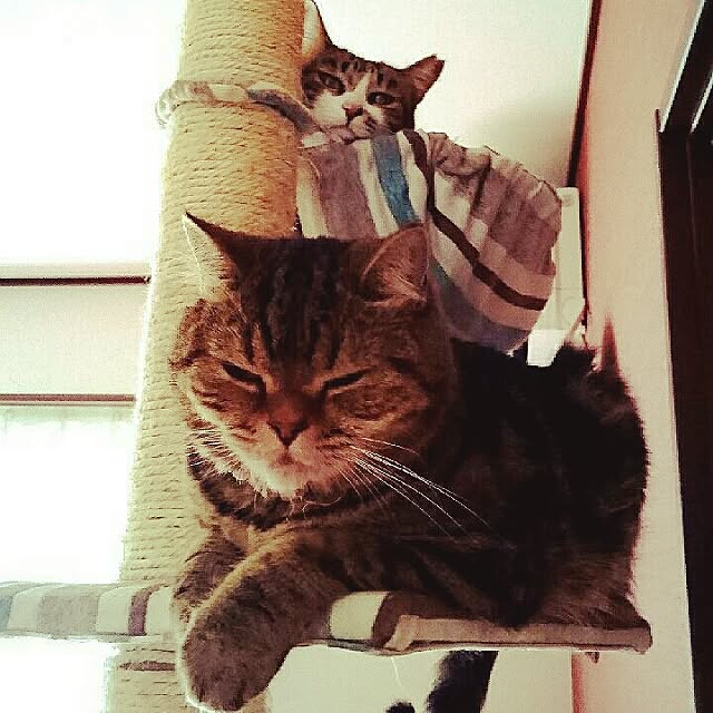 annさんの実例写真