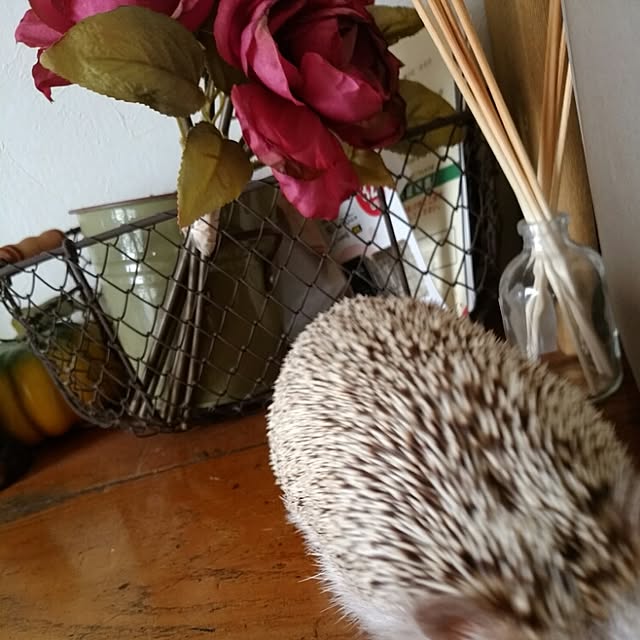kuruさんの実例写真