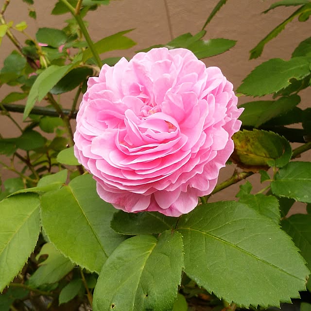 yum0408さんの実例写真