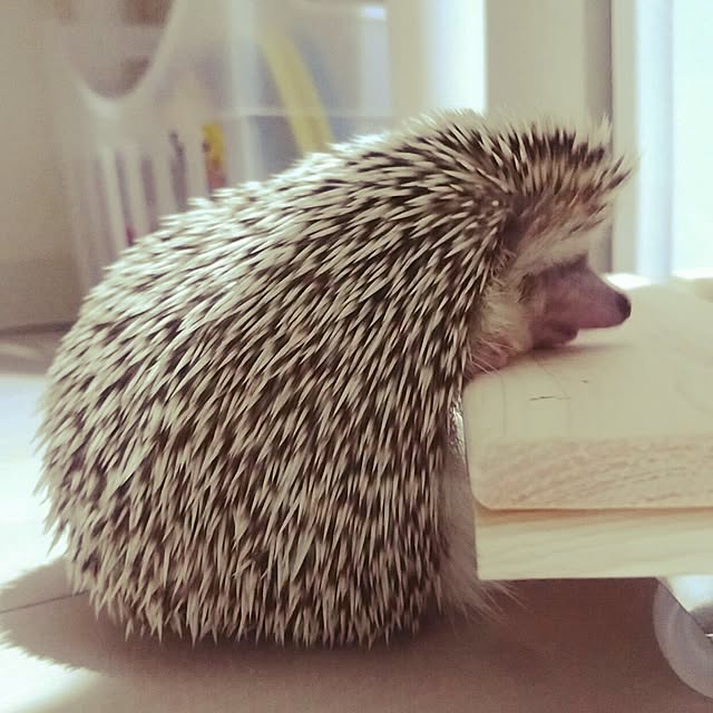 kuruさんの実例写真