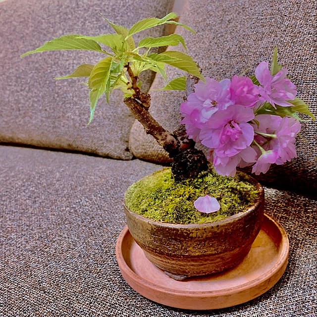 naokoさんの実例写真
