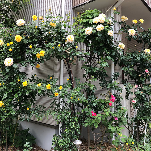 angelrose.yuuさんの実例写真