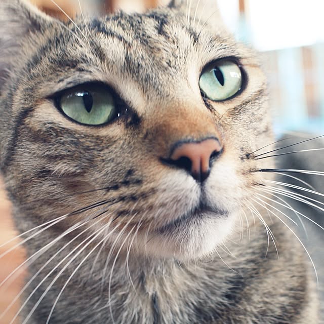 部屋全体/猫のインテリア実例 - 2016-09-03 21:27:48
