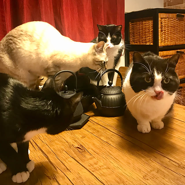 butachanさんの実例写真