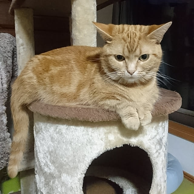 shinobuさんの実例写真