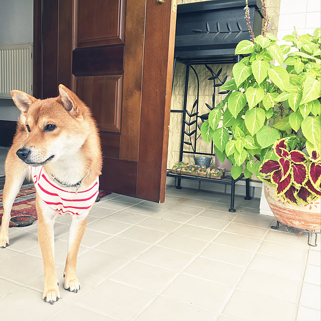 tanyuumoさんの実例写真