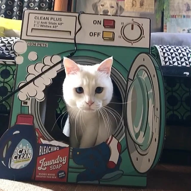 nyanko-beamさんの実例写真