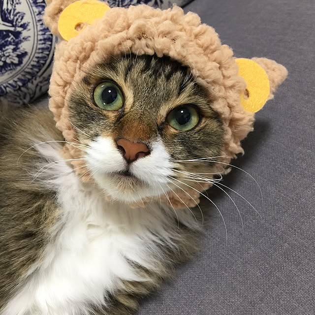 yuchiさんの実例写真