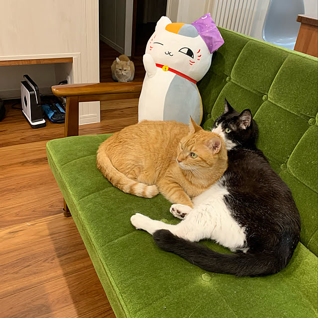 mikeume7さんの実例写真